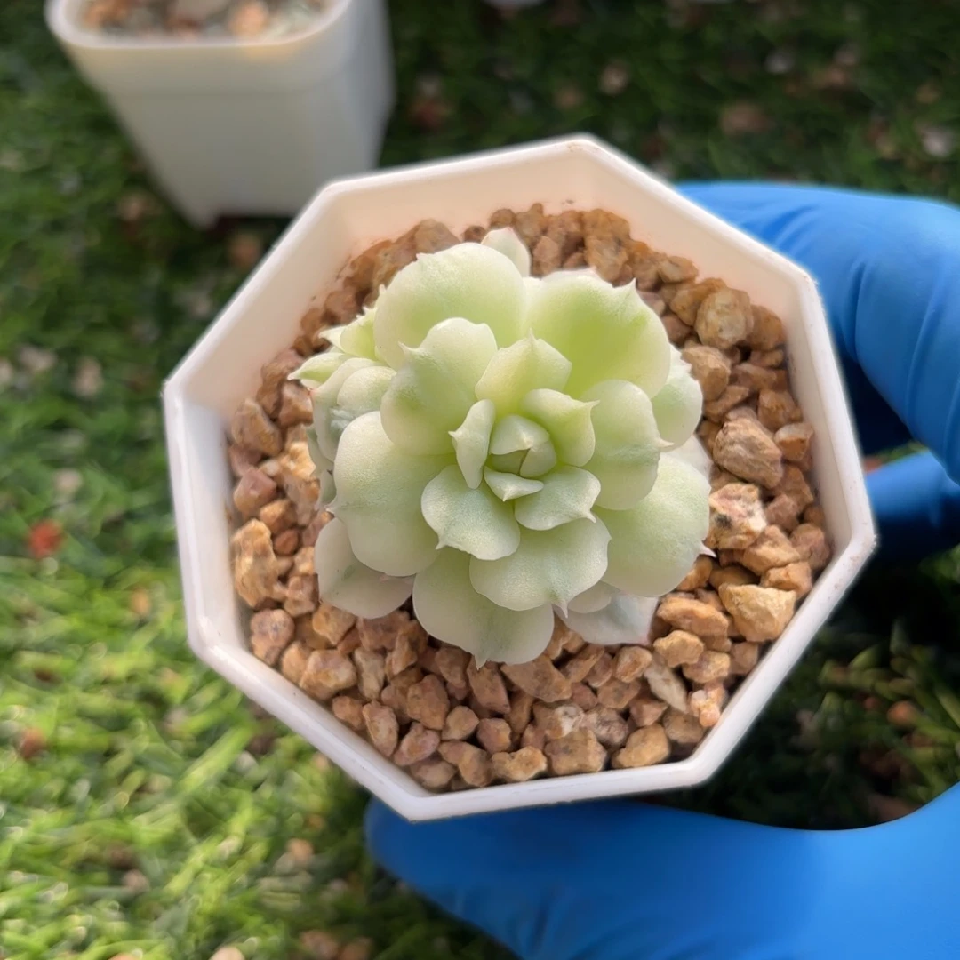 静夜锦小群一物一拍