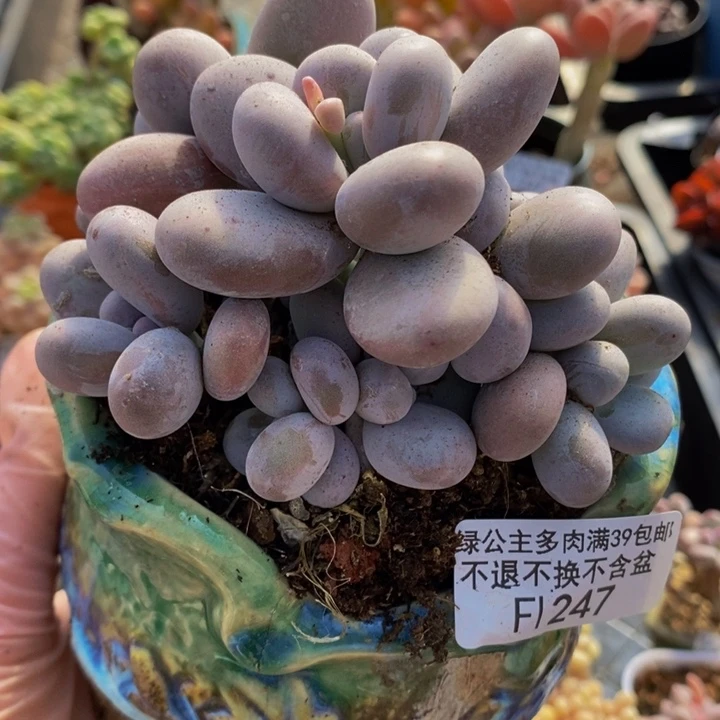 水光针奶酪10cm247多肉植物