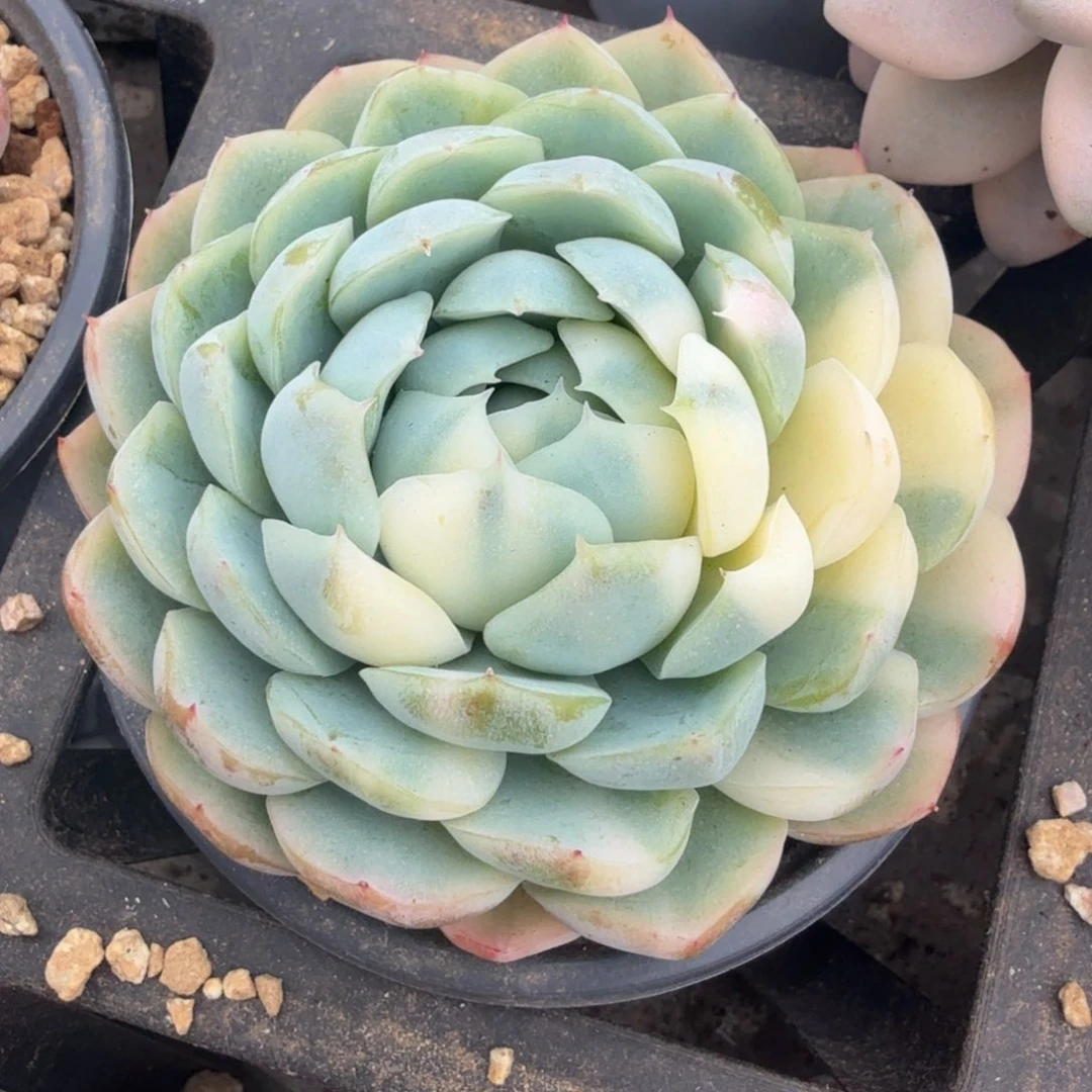 贝瑞锦华白锦花脸锦