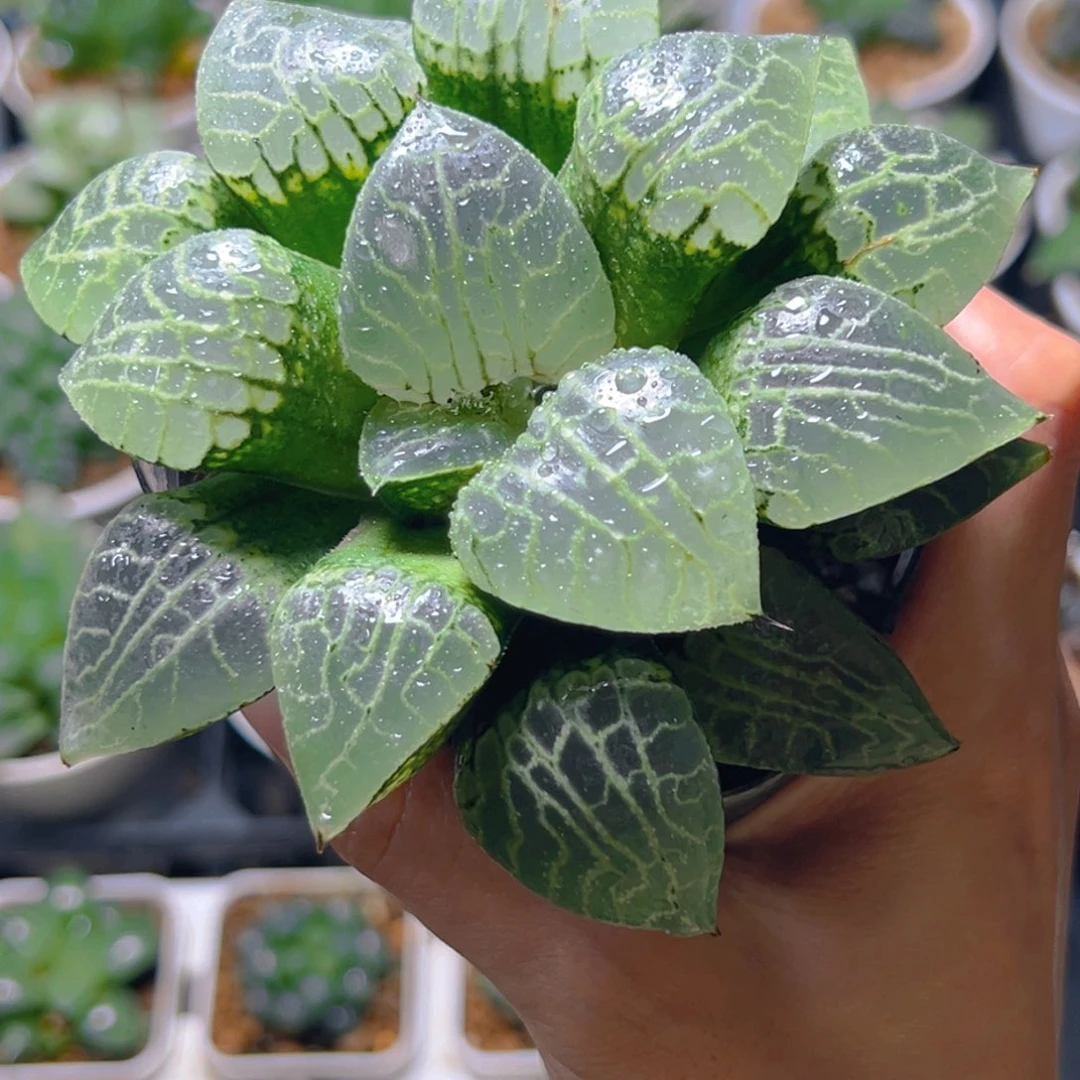 @***丰3904多肉植物一颗多肉