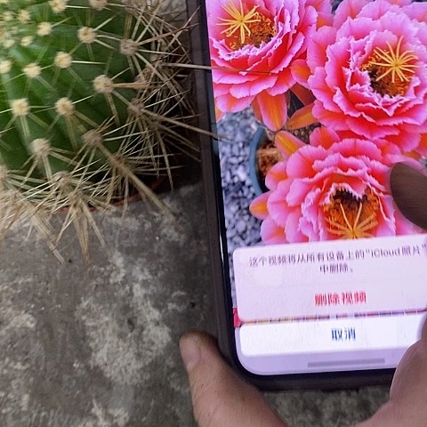 粉桃毛花，高5-8公分左右