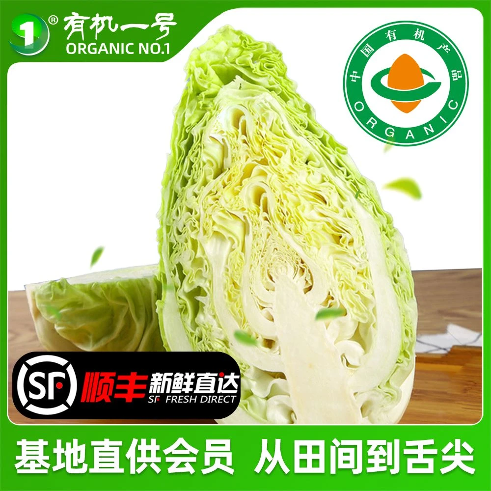 山西时令有机绿甘蓝 新鲜蔬菜绿色有机