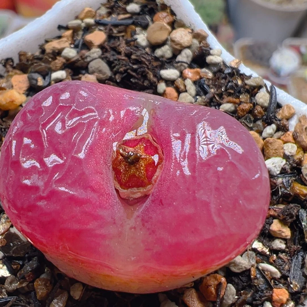 157多肉植物百科知识