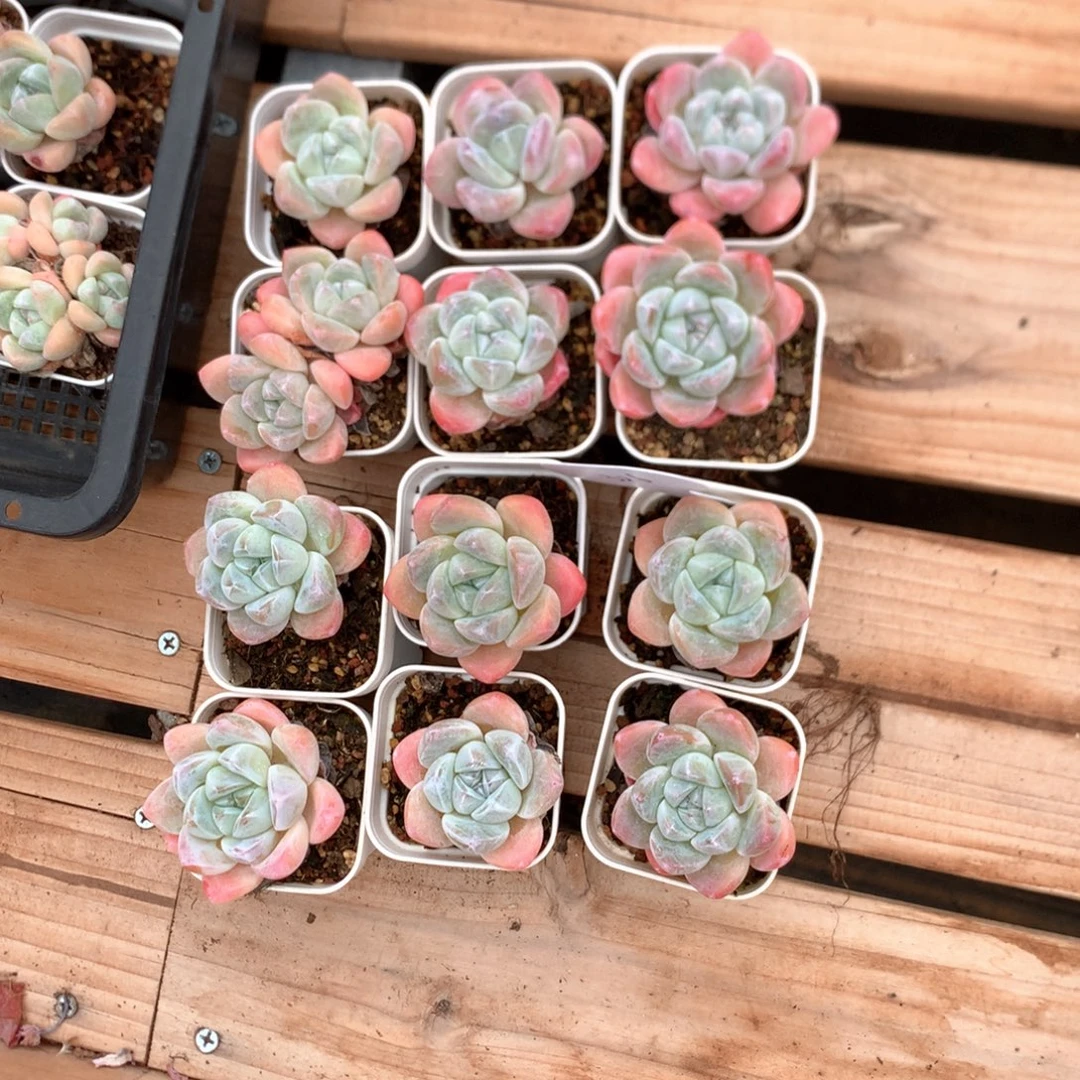 雪媚娘12颗 特价 326