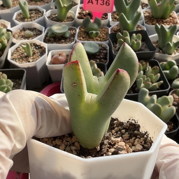 心****苹果手机是你买回来