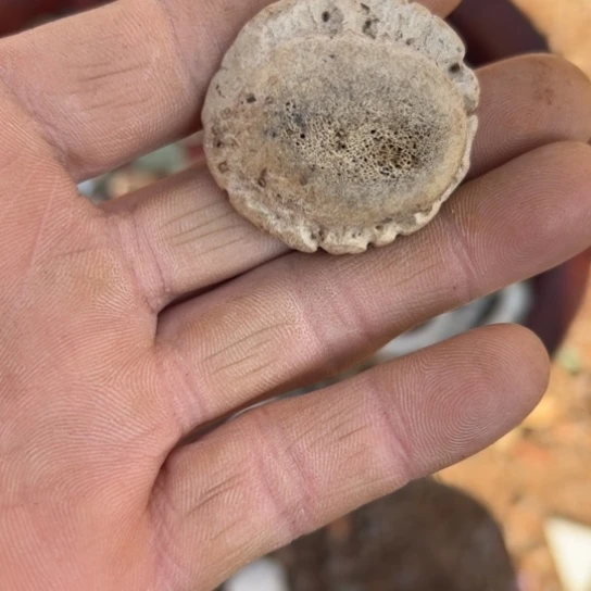 夜***船核桃木/黑胡桃（胡桃木）