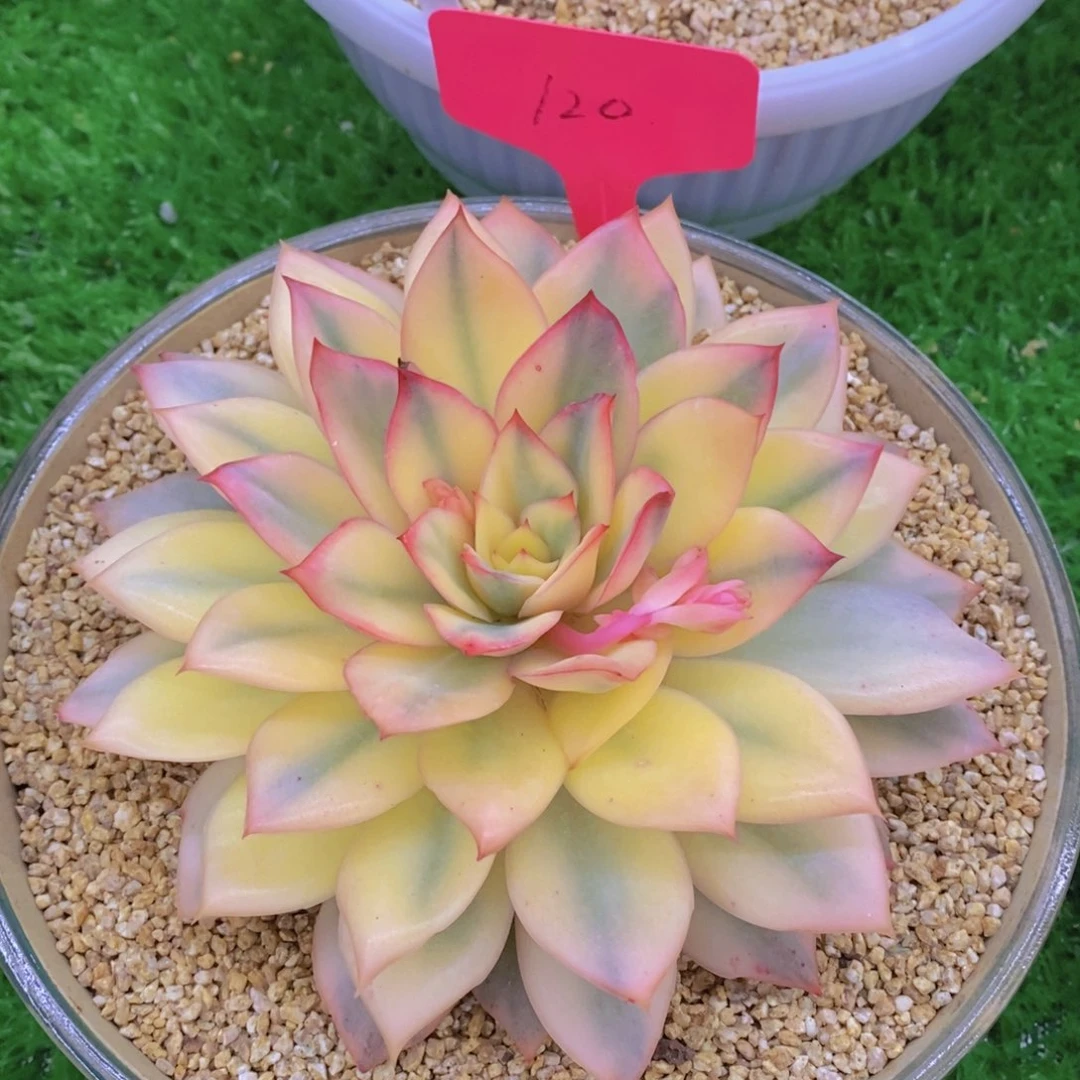 鱼多肉植物，开心多肉