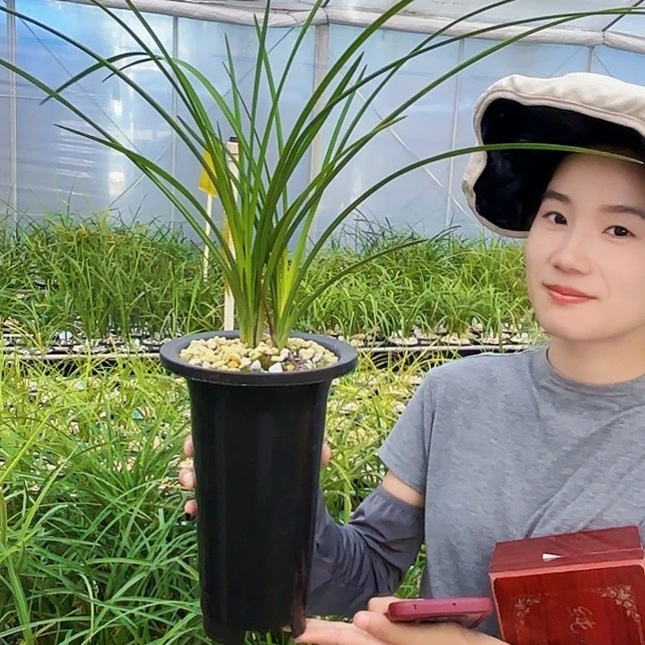 完全开放巧庙沟白素123456