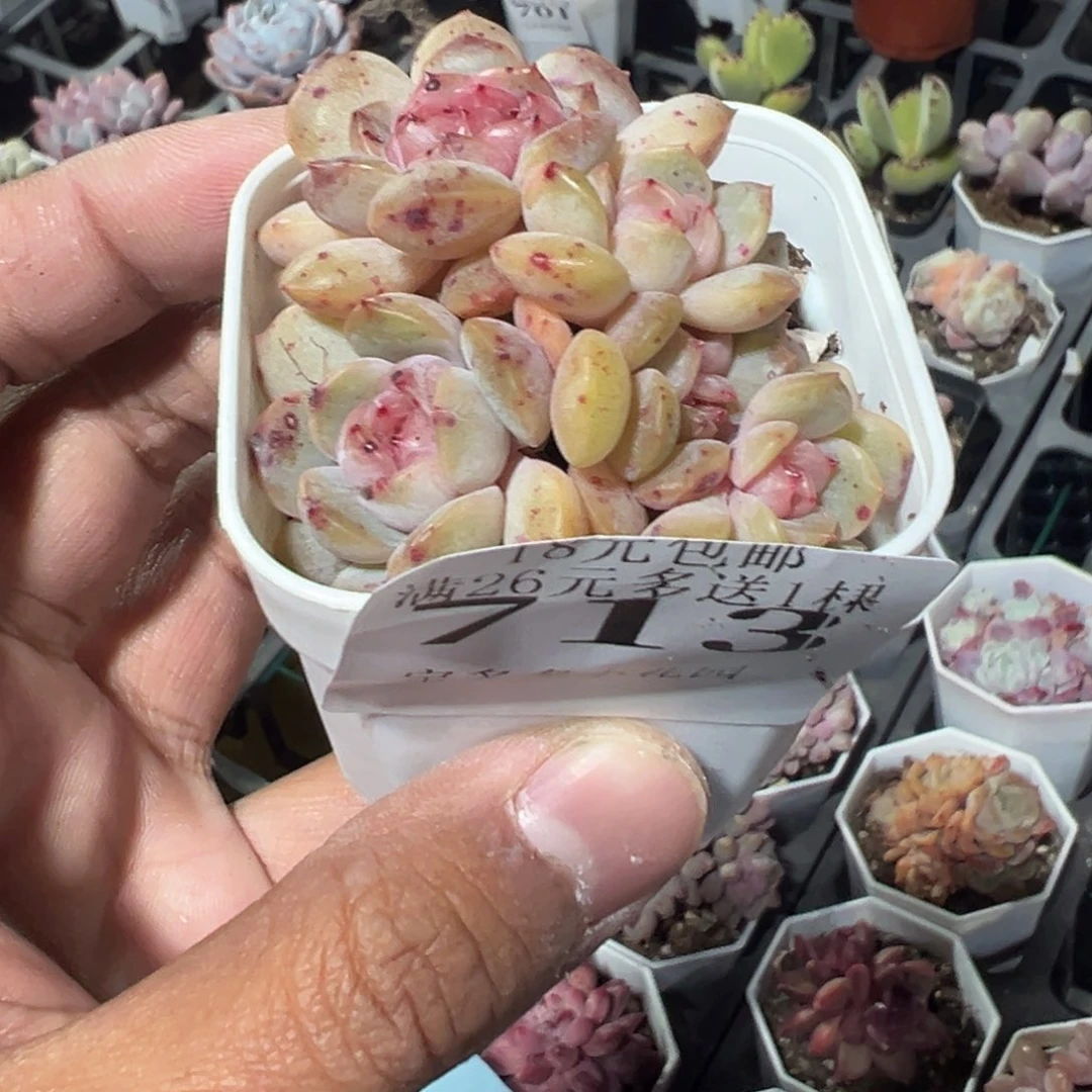 醉***713号红色恋人缀化一物一拍