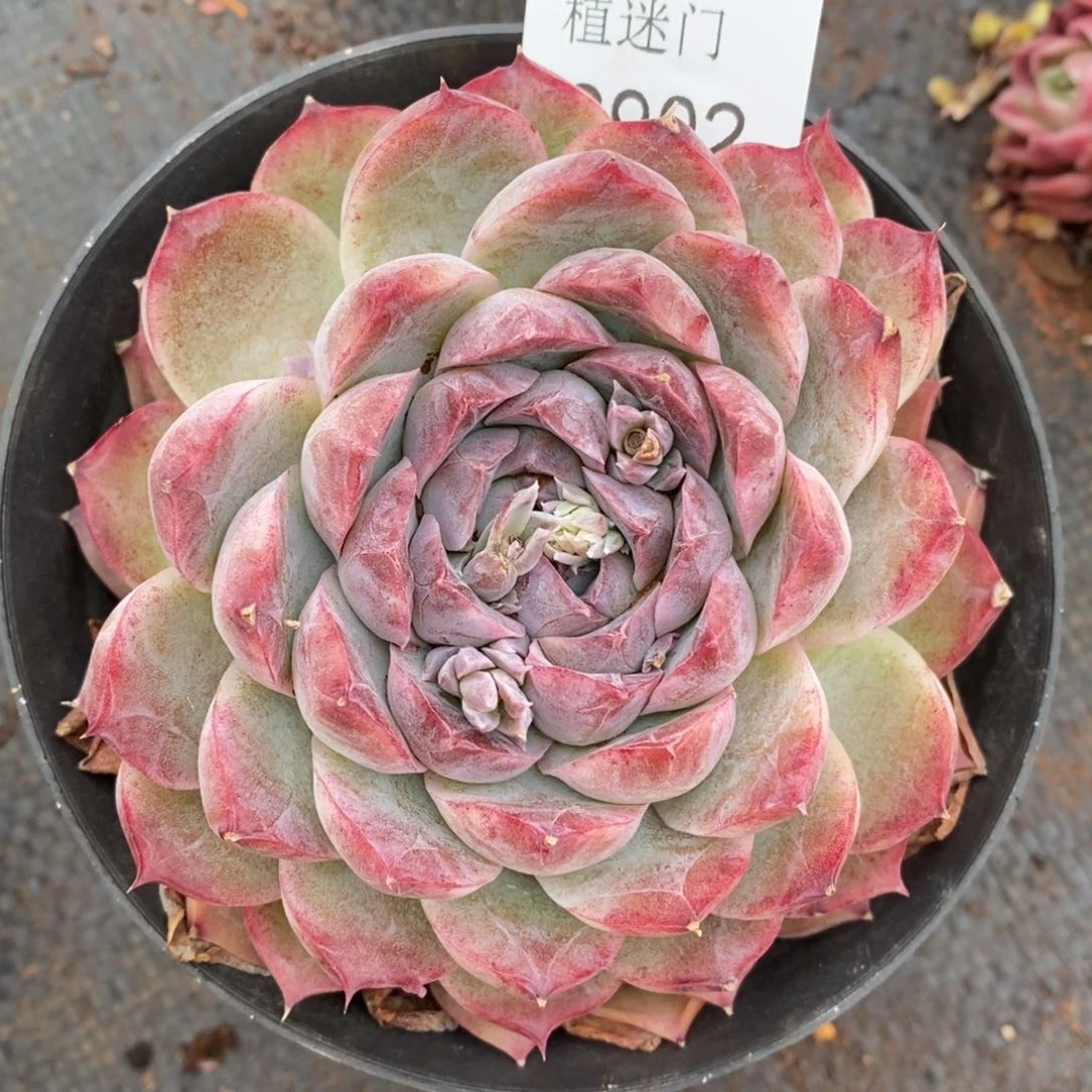 陆*子杂交精品多肉2902