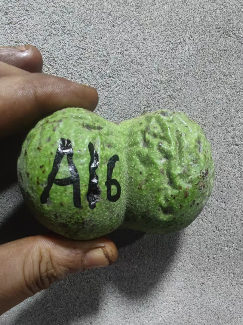 白狮子半臂只保品种1个---A16