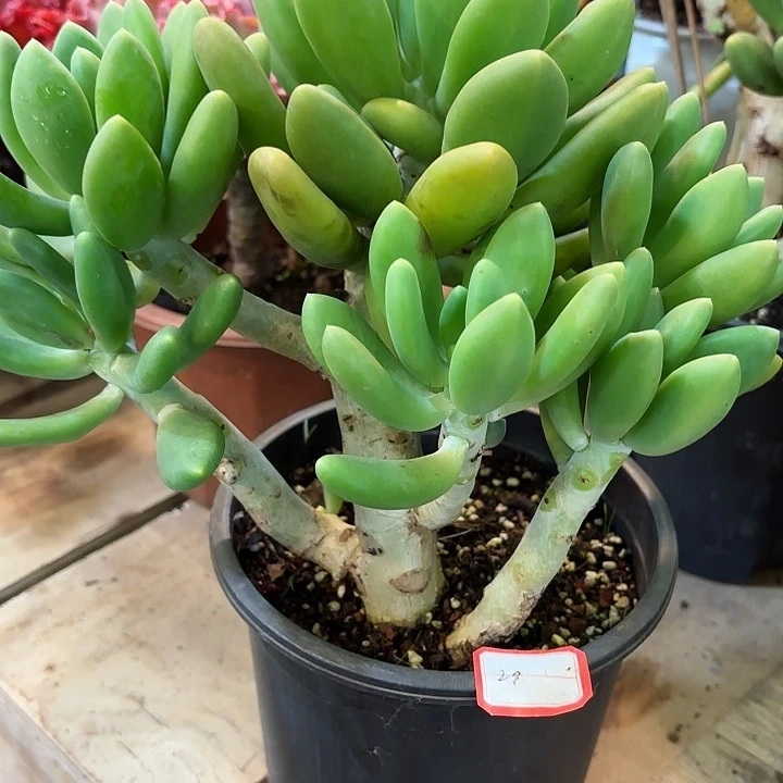 金蝉一物一拍23号