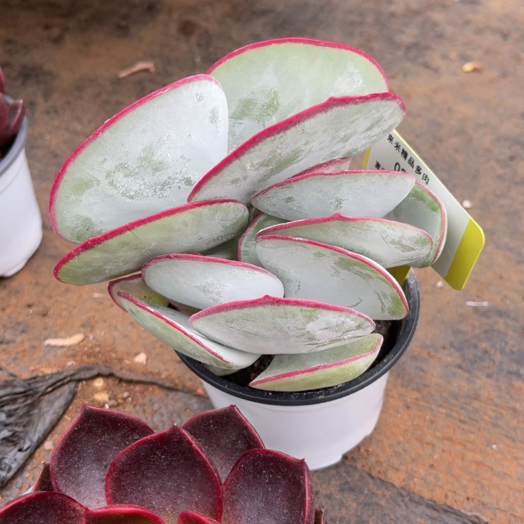 妤*23白眉群9公分大小