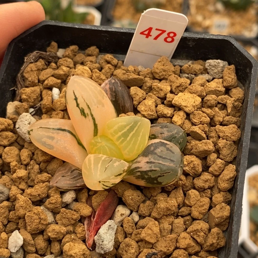 478玉潭寿多肉植物