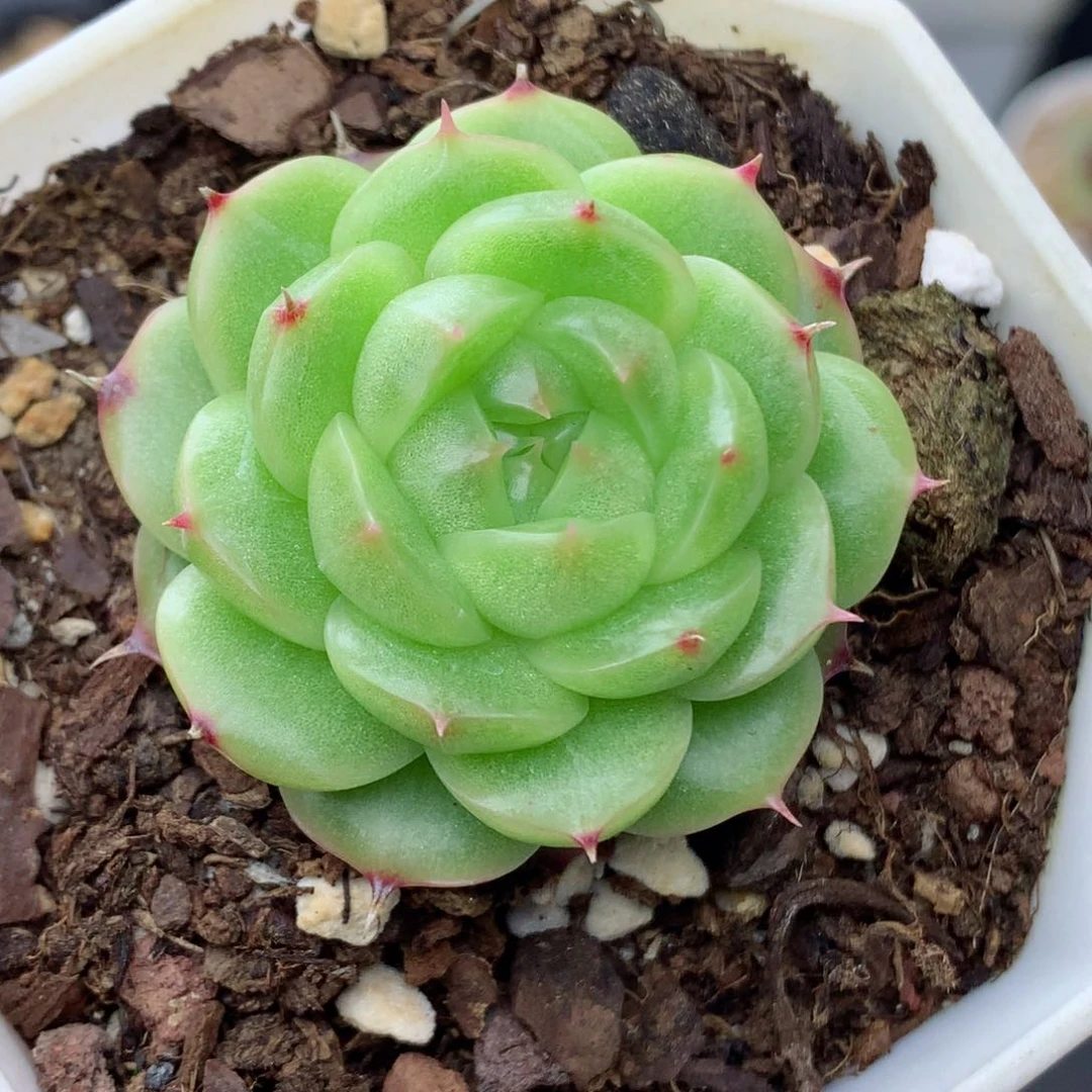 58包邮  群生不包整28