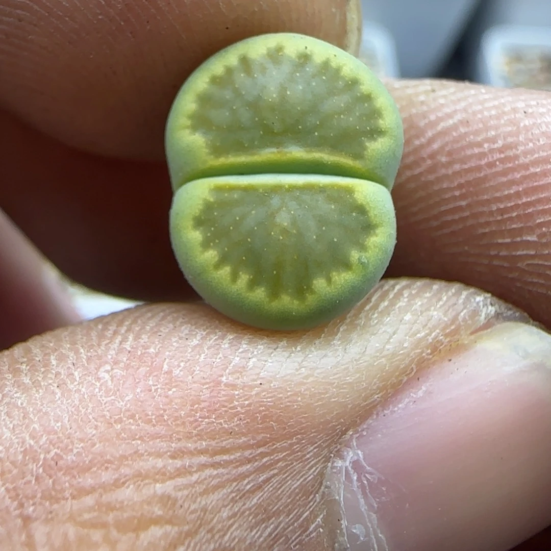 586 开播福利生石花大棚直播