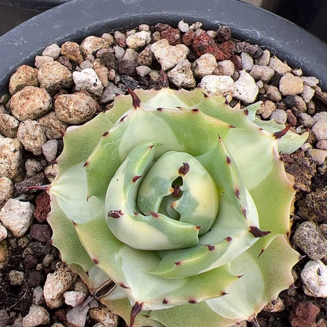 王菲雷神龙舌兰植物