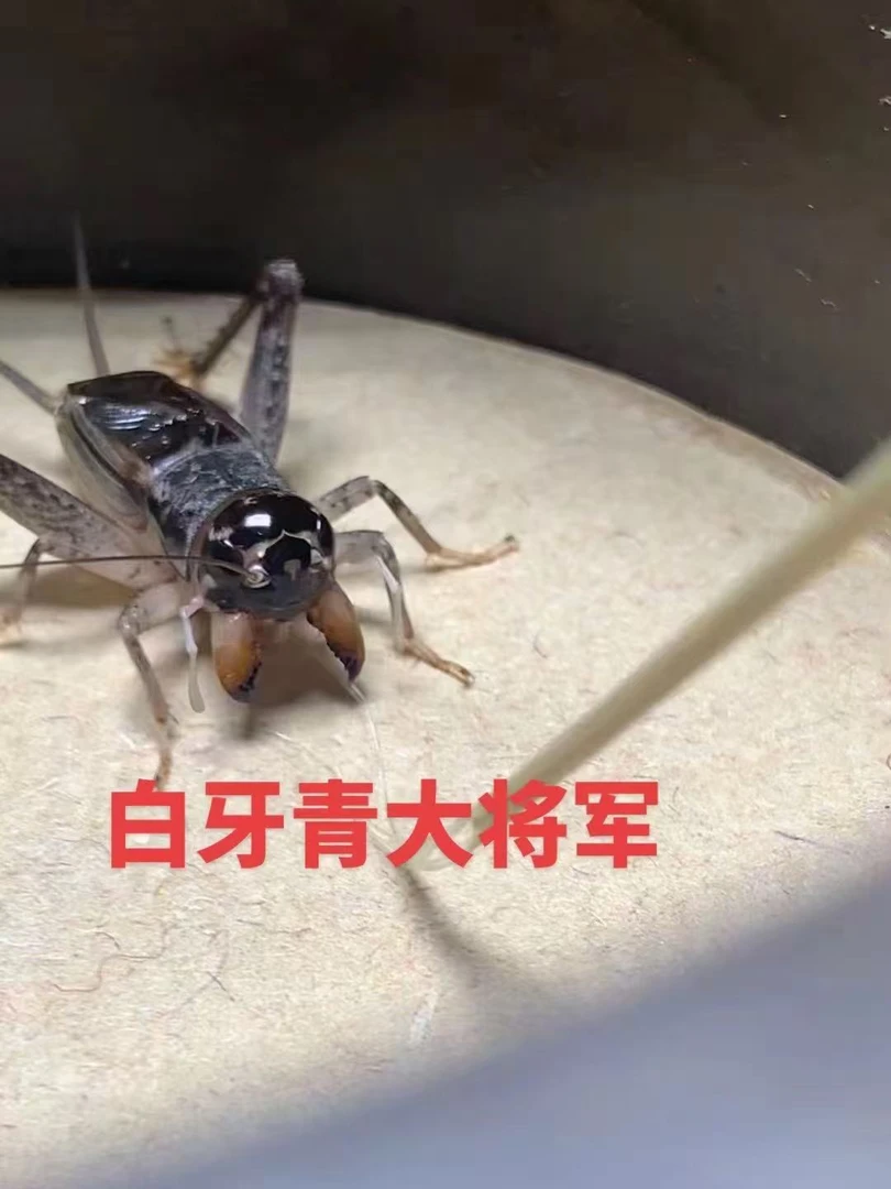 野生精品大地蟋蟀优质之选