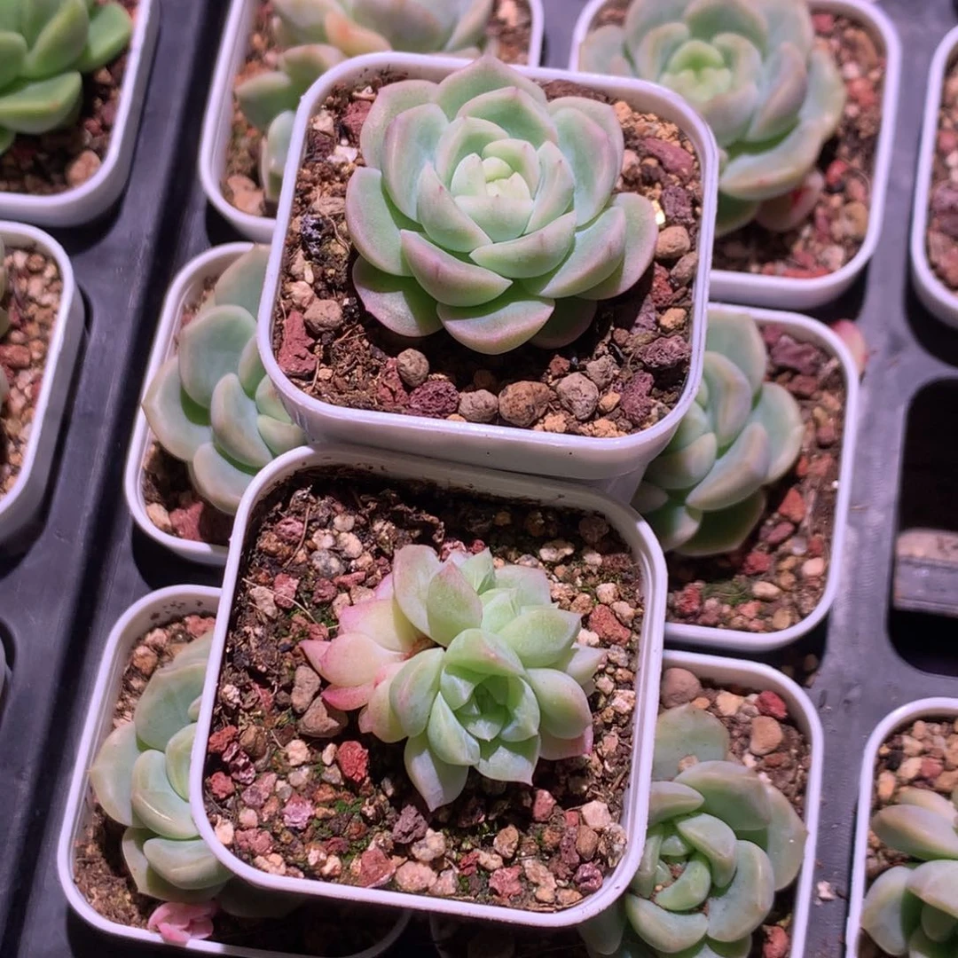 张**儿云品花园如玉- 329俩