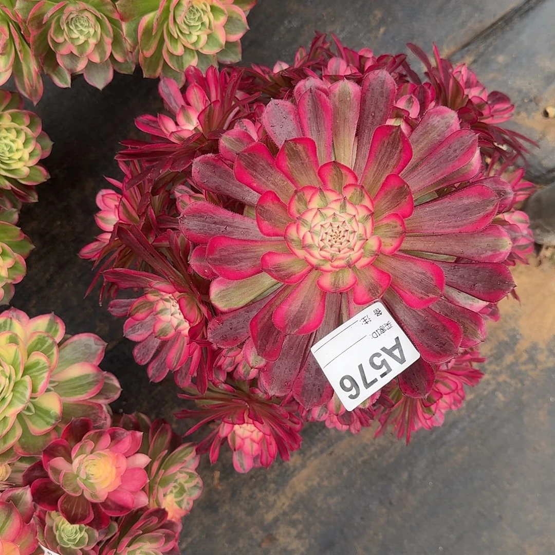 红铜白多肉植物576