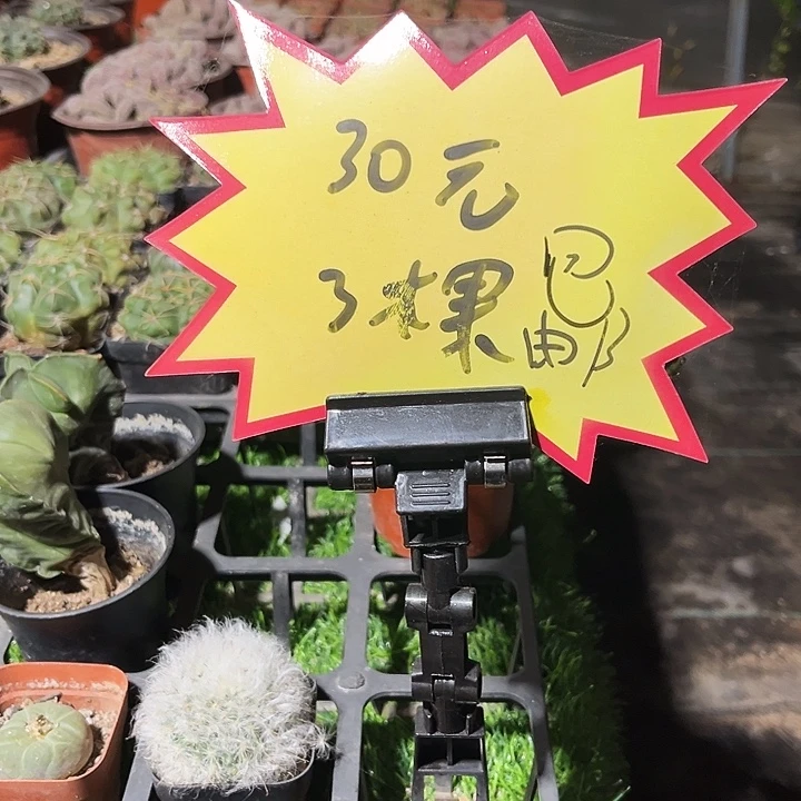 单颗12.88米30米3颗任选包邮