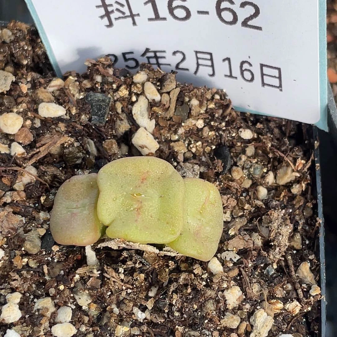 16-62方碗多肉植物