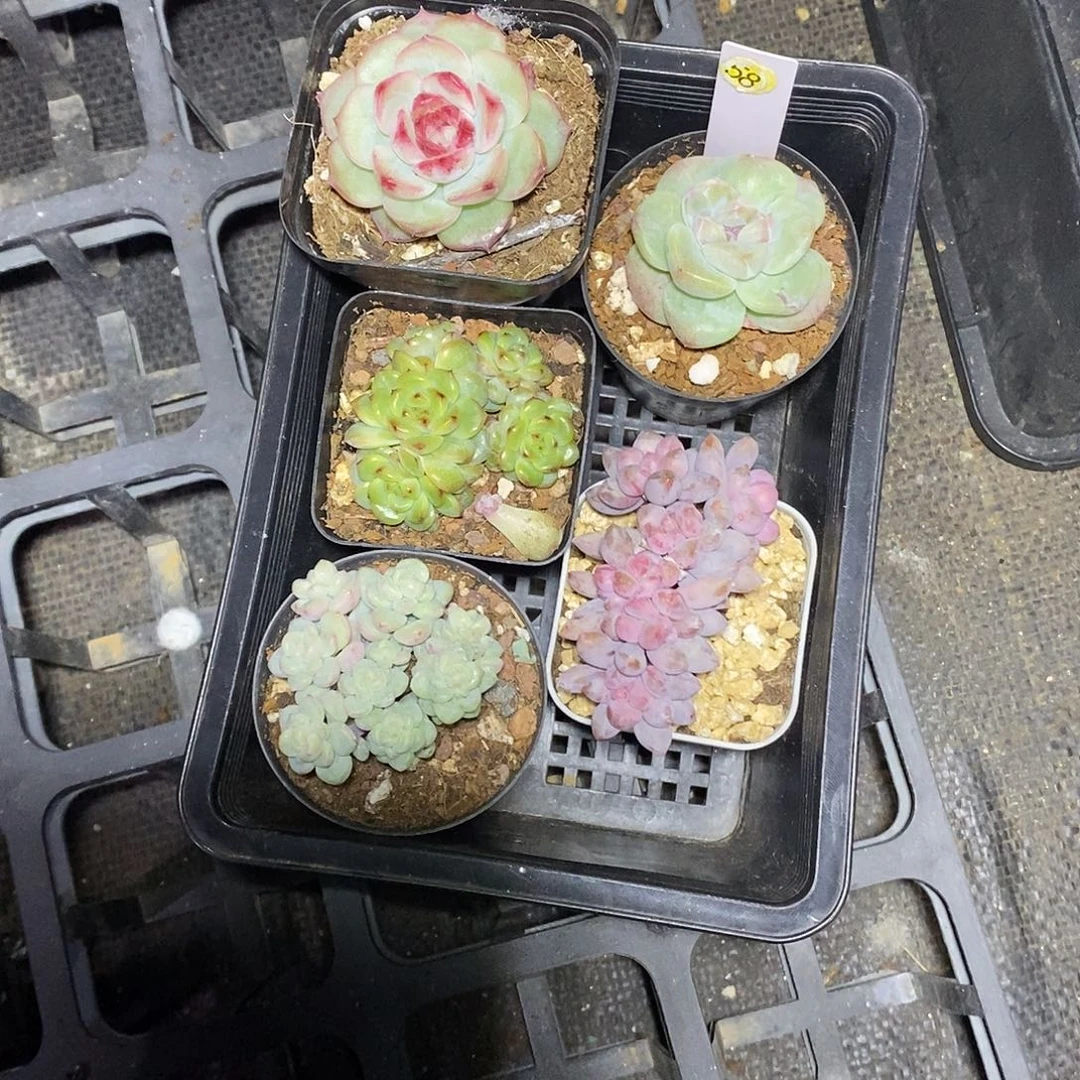 L***e58号一筐5颗多肉植物