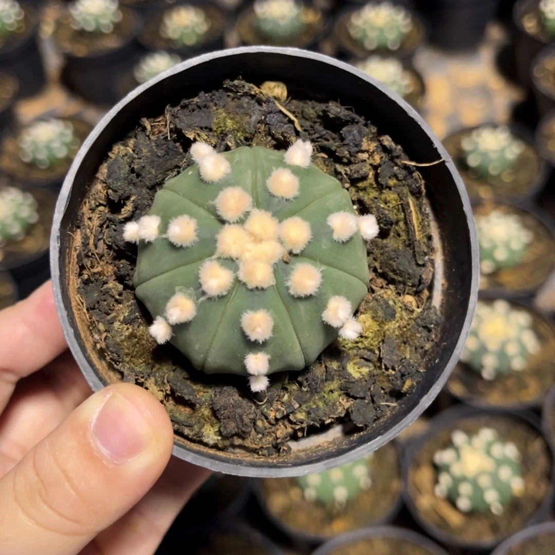 实生兜球一物一拍4.0cm