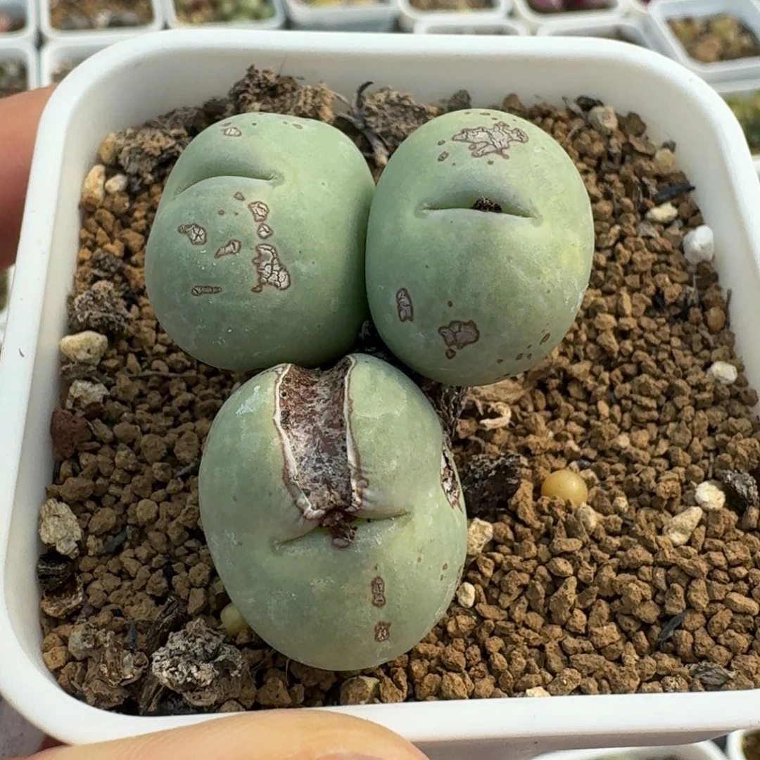 630鸽子蛋带盆000000000000