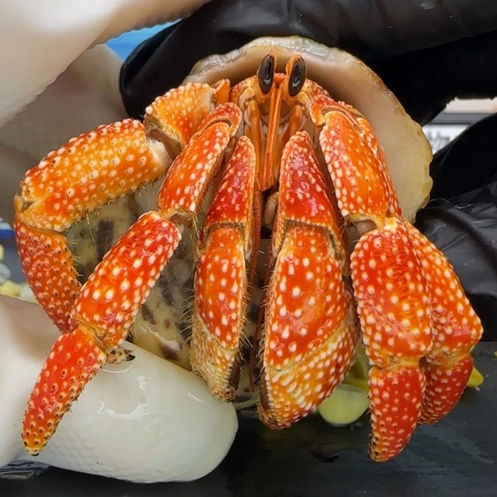 A36橘色毛球2.9cm口径
