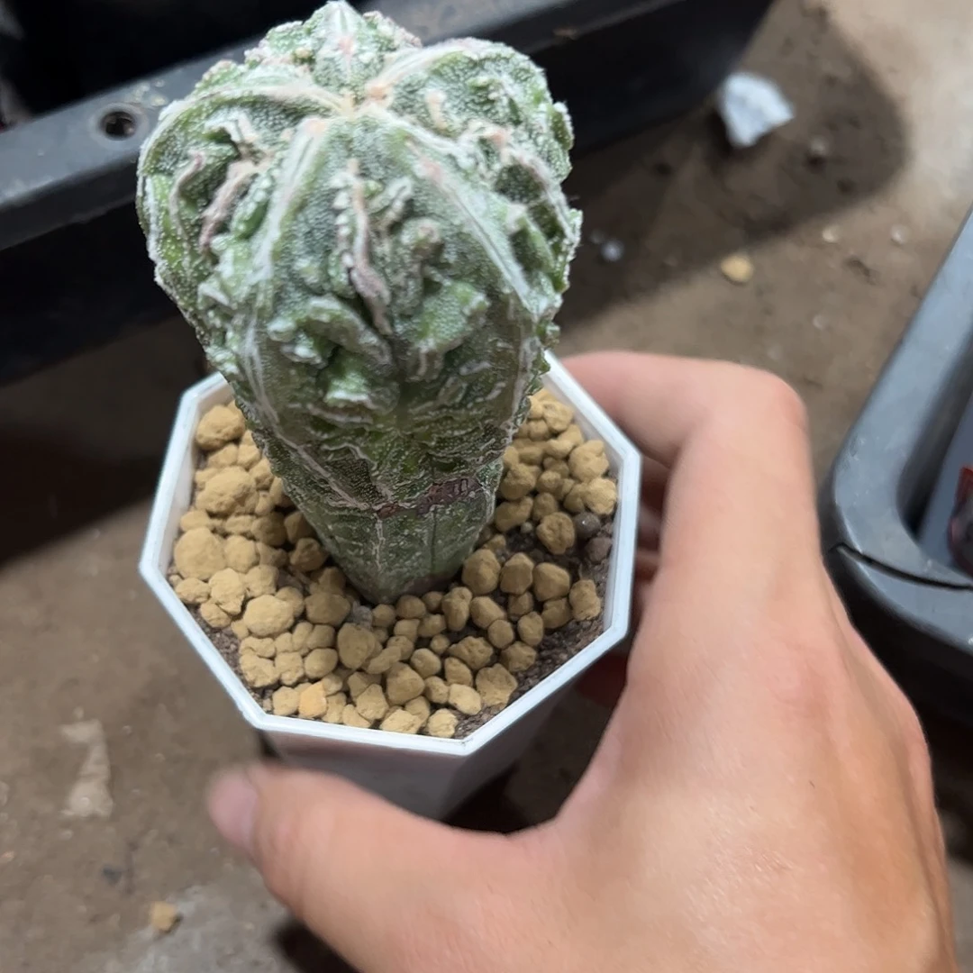 小***人实生鸾凤玉一物一拍