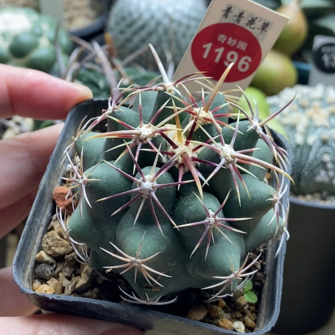 实生五彩大统领5.8cm