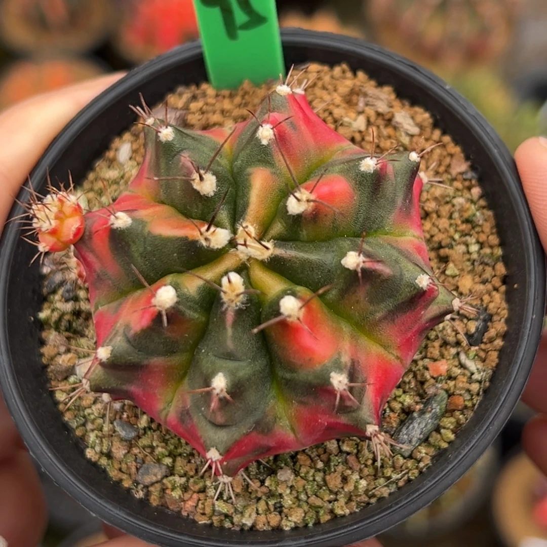 泰系侧芽七彩米哈锦H95