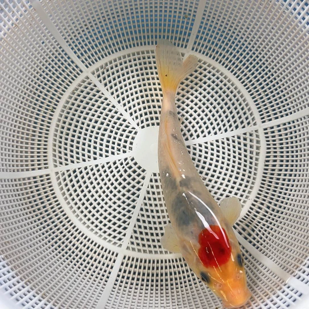 锦鲤鑫泓锦鲤养殖