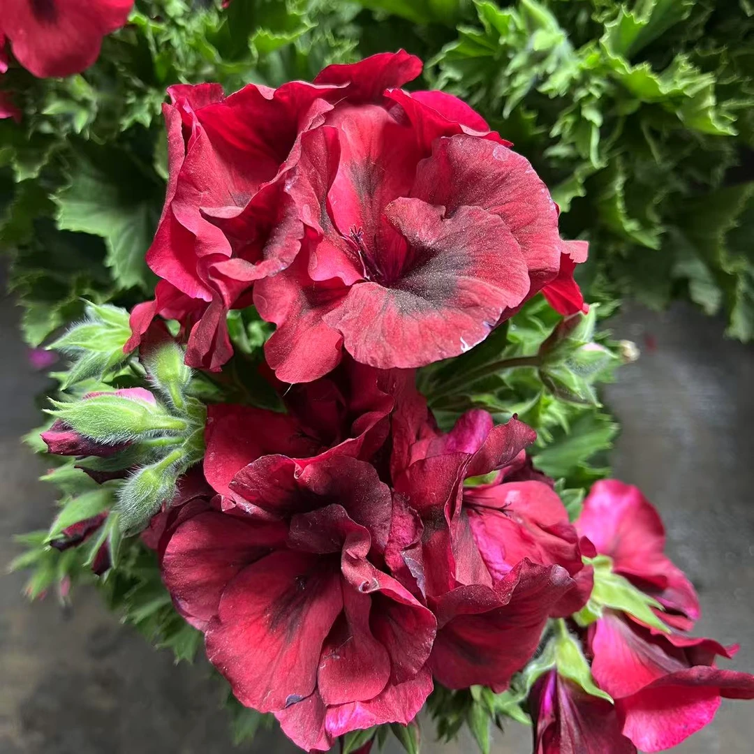 红色将军蝴蝶梅新手好养，，，，，，