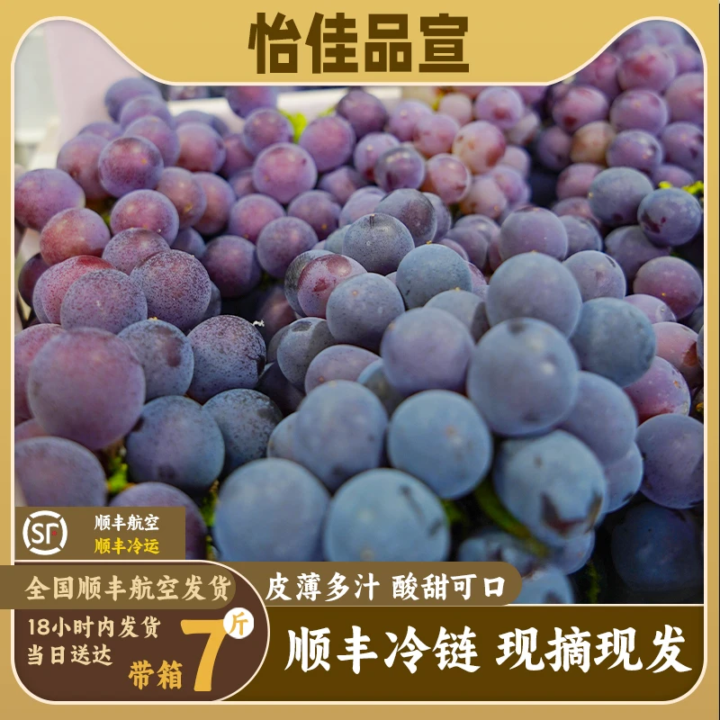浦江巨峰葡萄新鲜水果顺丰包邮全程冷链净重5斤10斤装现摘自家果
