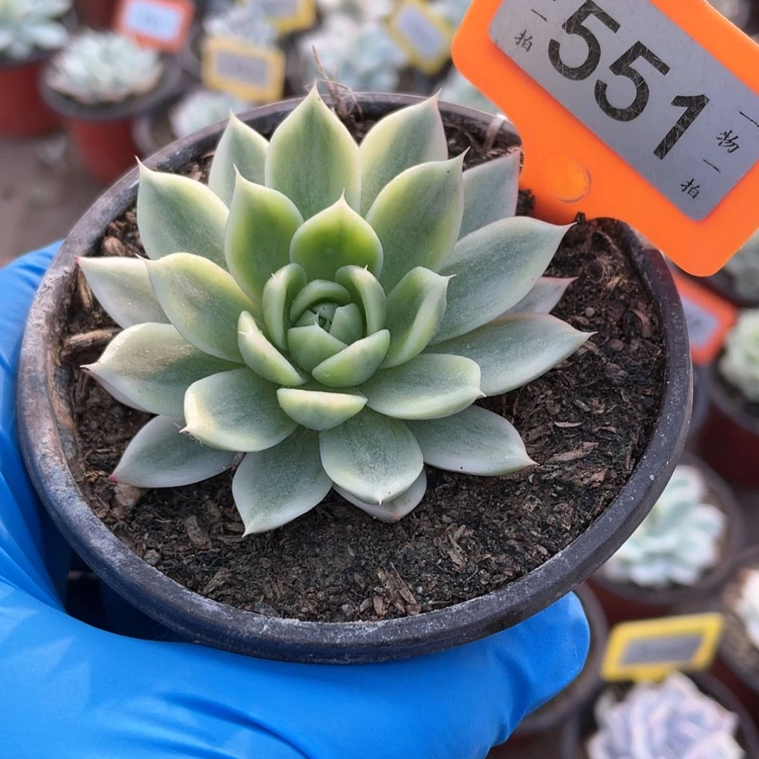 【闪购商品】无花朵551号