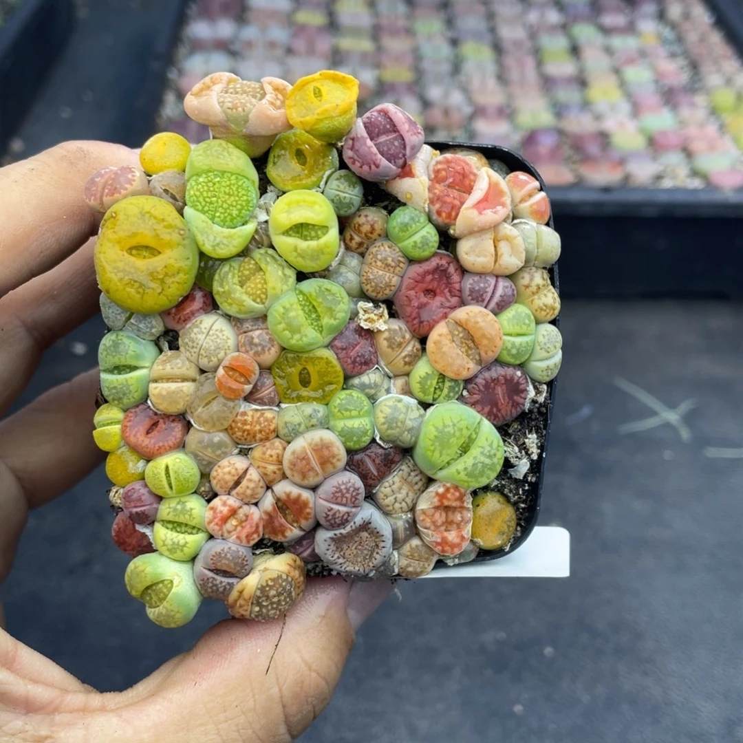 无铅玻璃00000000000647