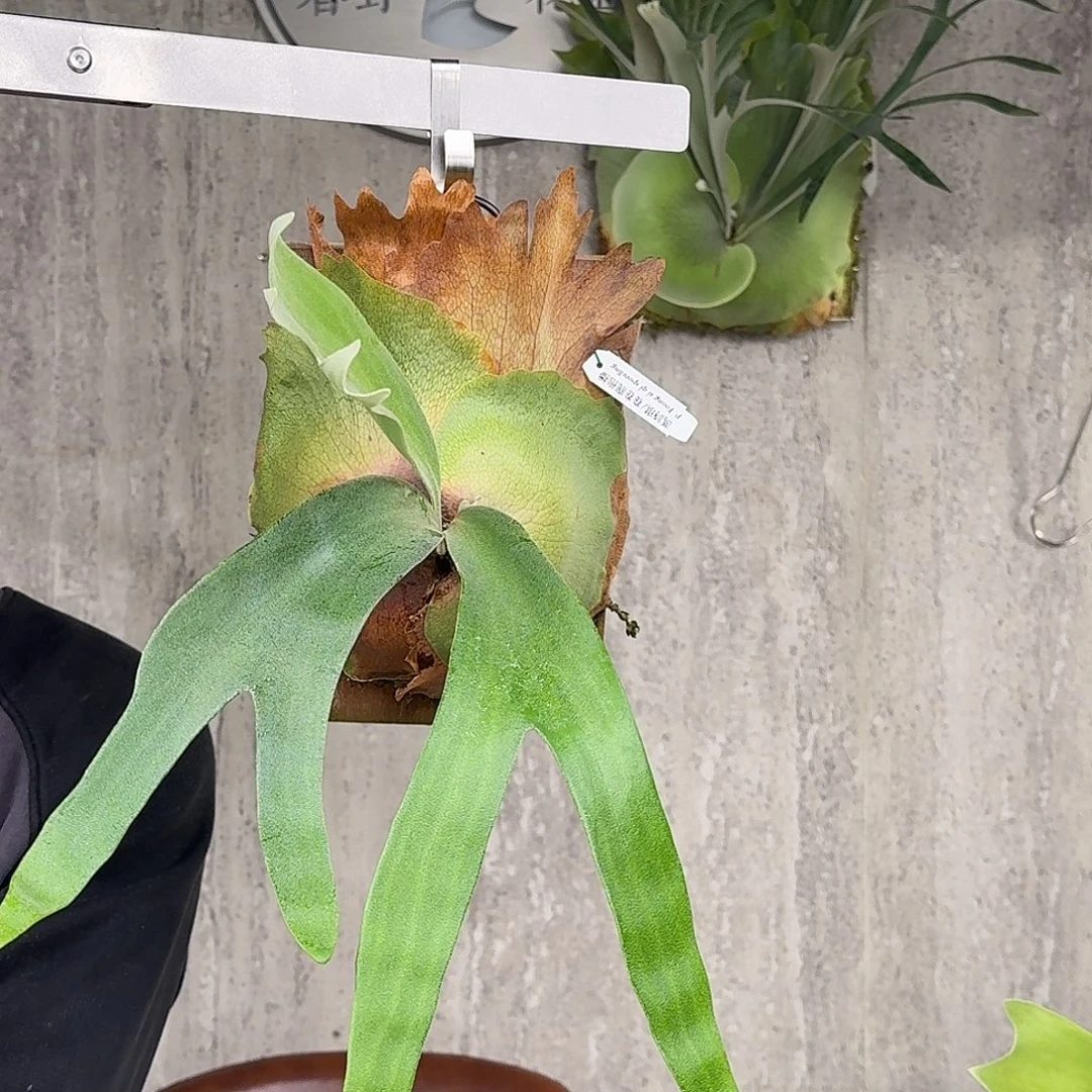 完全开放卷卷鹿鹿角蕨春野花园