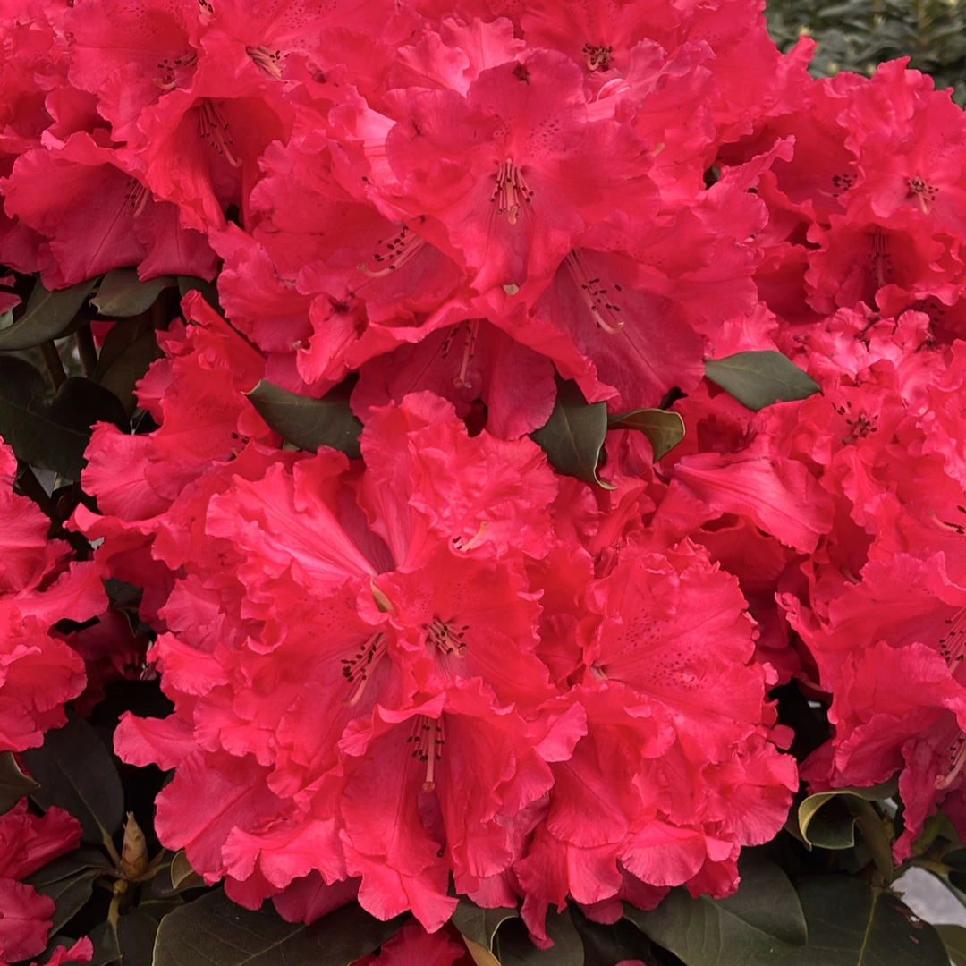 理格尔小盆 不带花苞发货