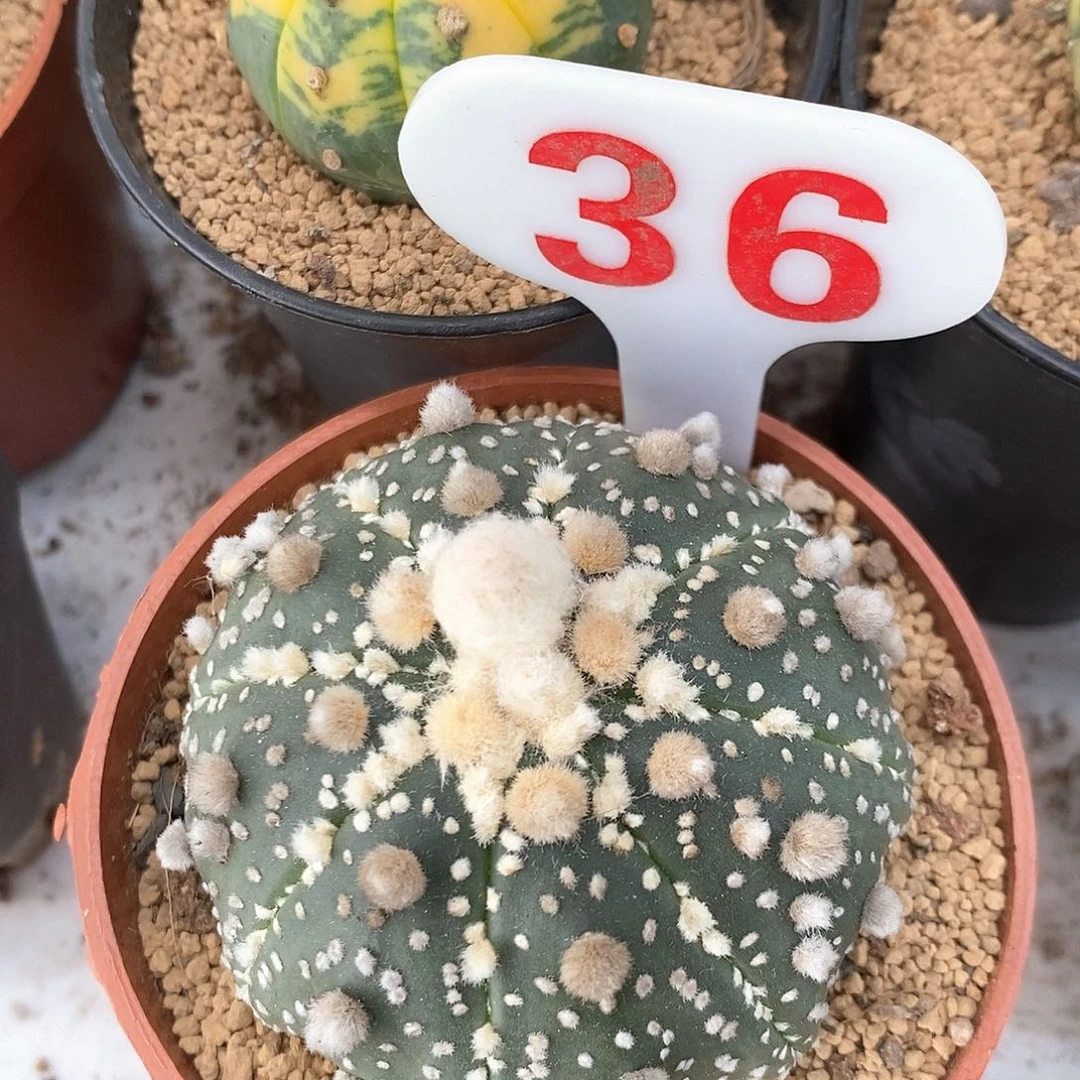 36花园兜系列产品