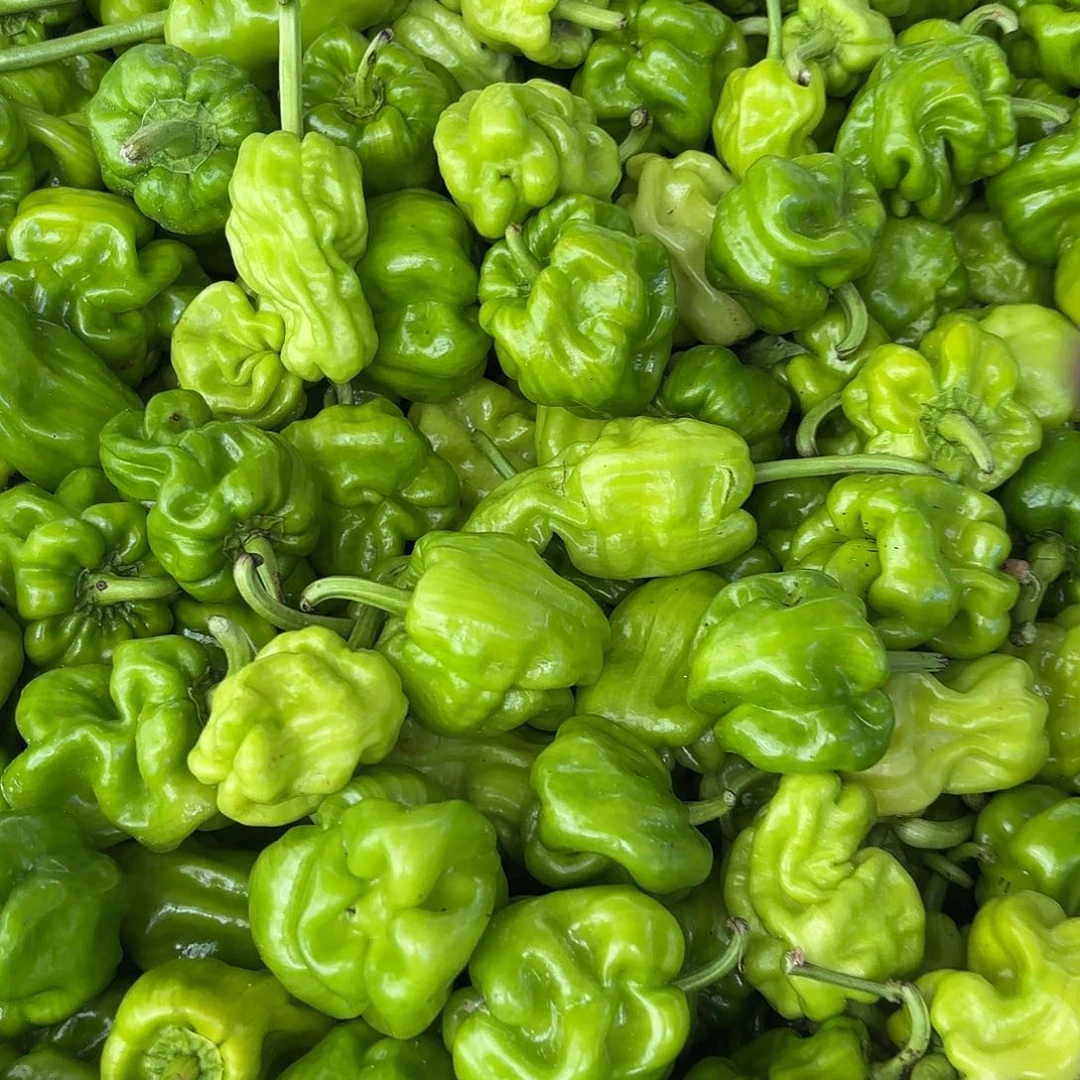 云南南华野生菌中国大陆