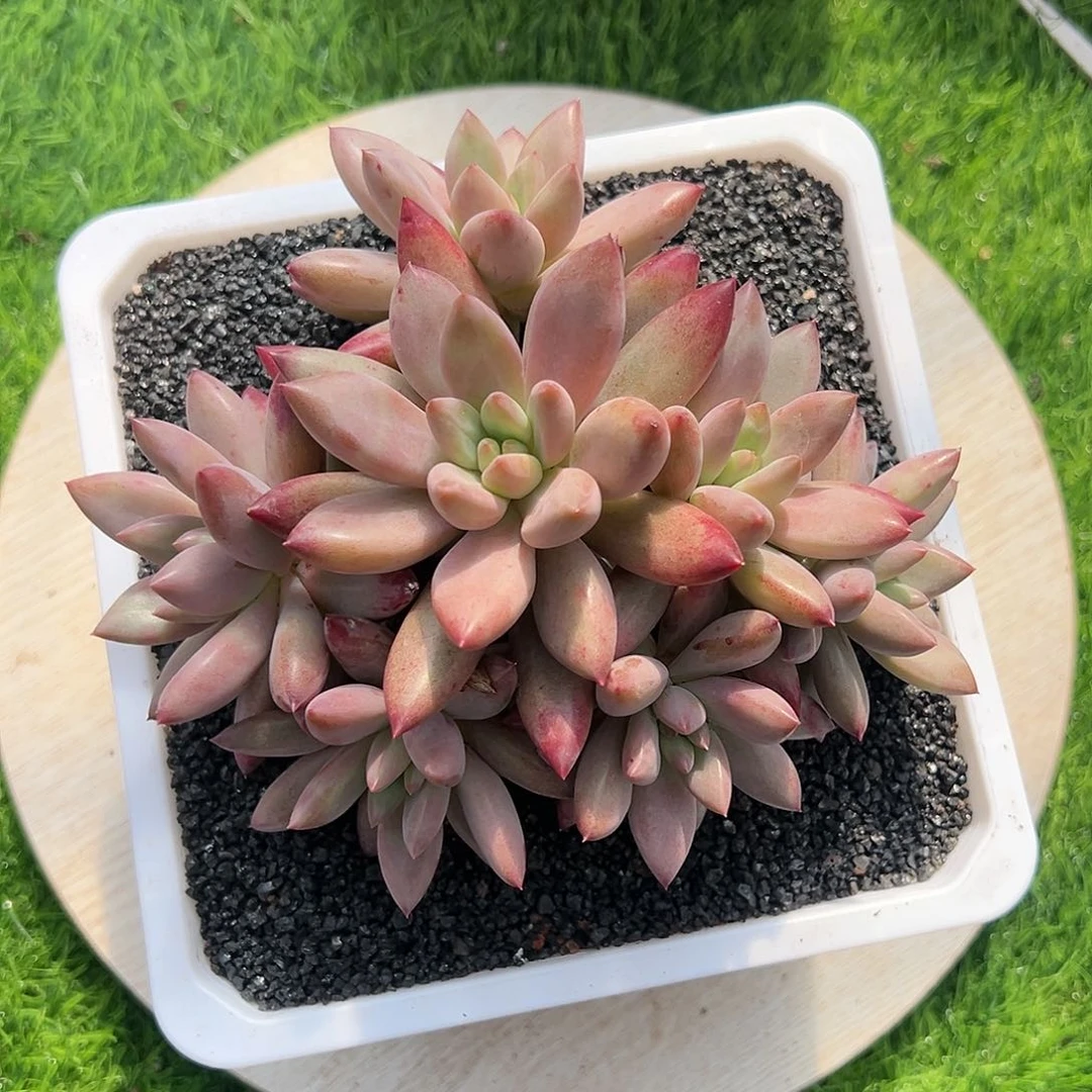 【闪购商品】虞美人手捧