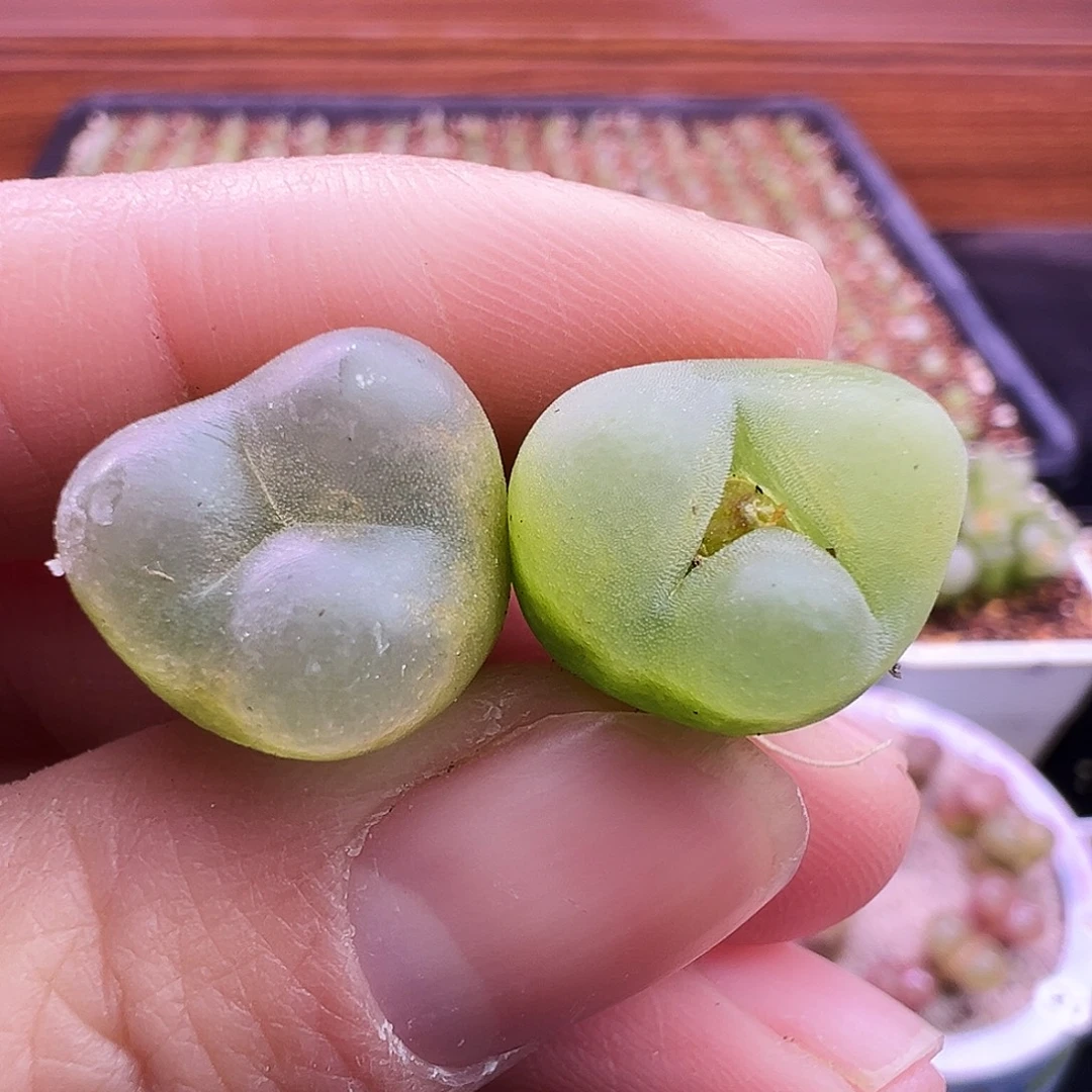 22号奔驰毛福利特