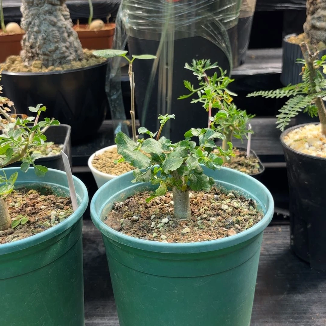 木再****ﹶ  好望角没药十二骑士