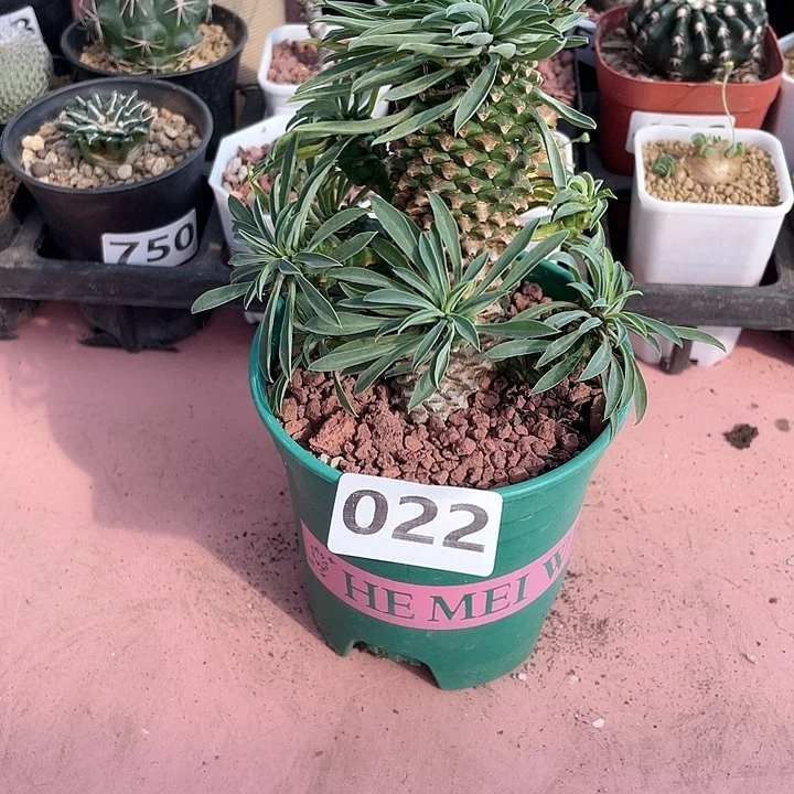 022铁甲麒麟大戟植物