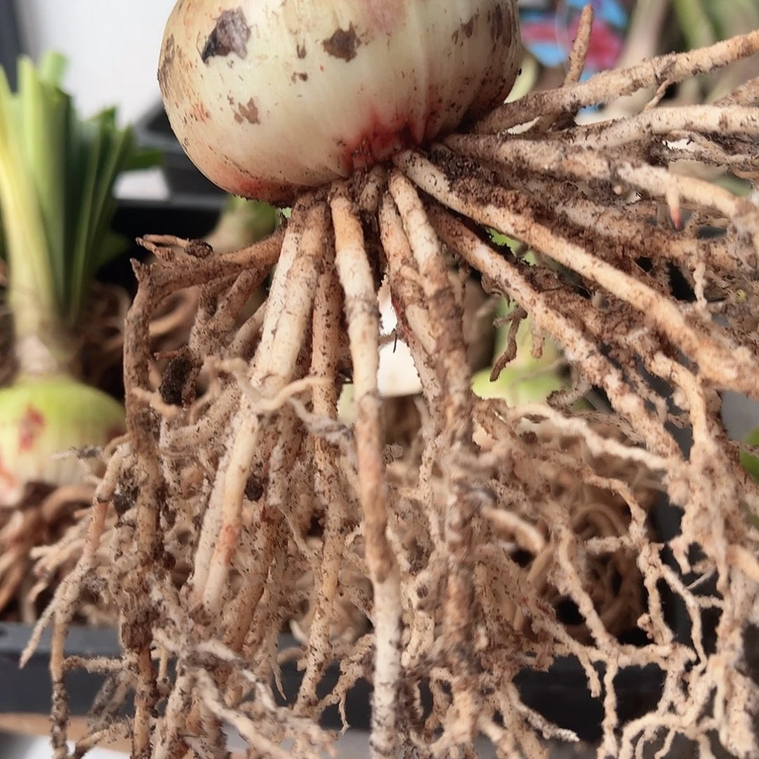 完全开放惊奇铃声6.6厘米，包对版不包后期养护。