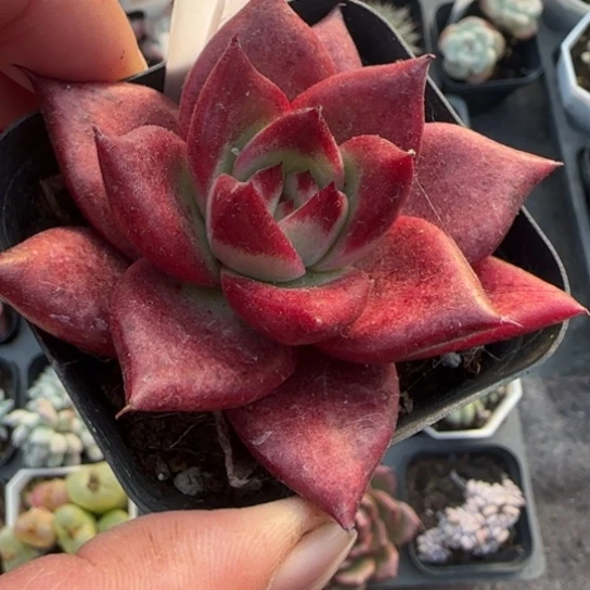 270罗宾多肉植物多