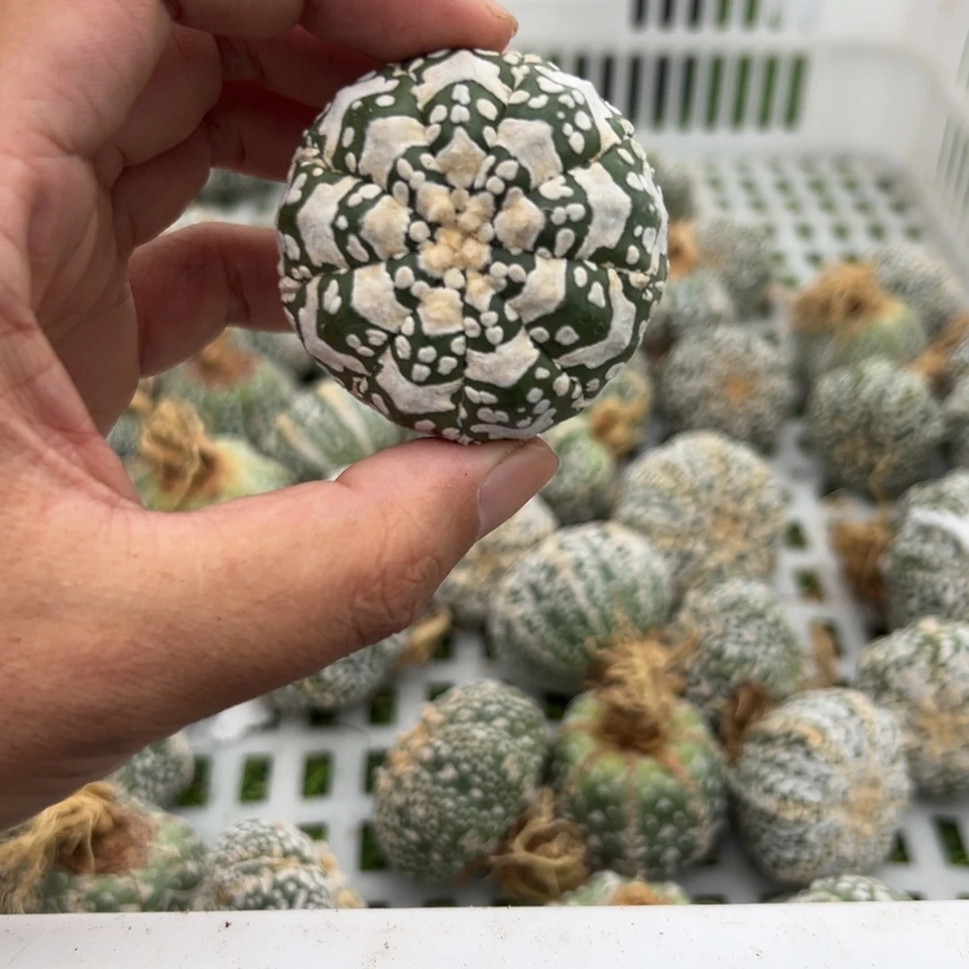 蓉*080号兜仙人球多肉植物