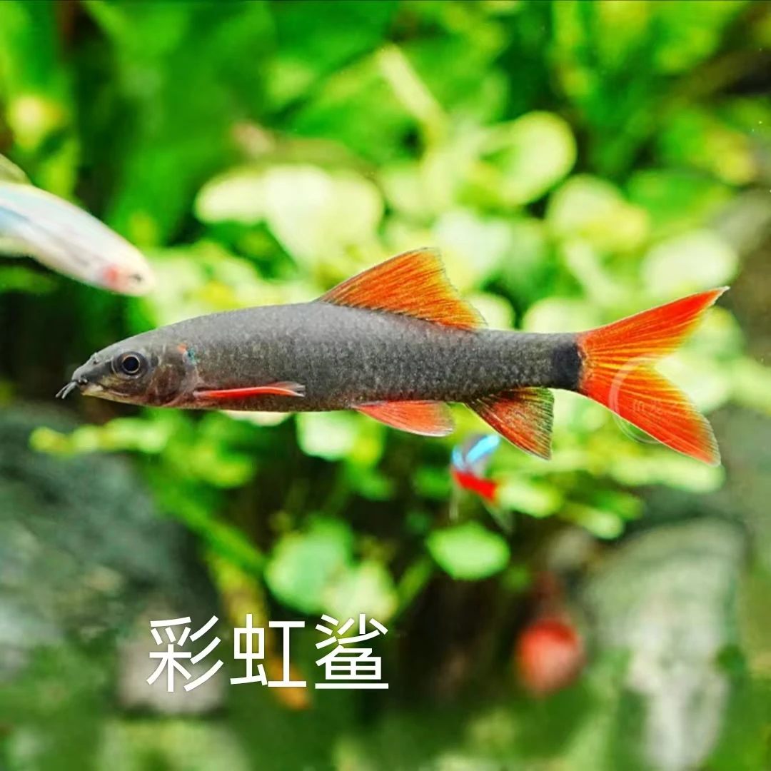 彩虹鲨 小型热带精品观赏鱼 南美鱼 底栖清缸鱼